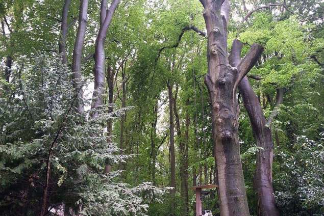 Rooien en kappen van bomen in Boekel